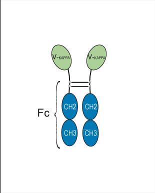 Experimental Validation Results for Placulumab